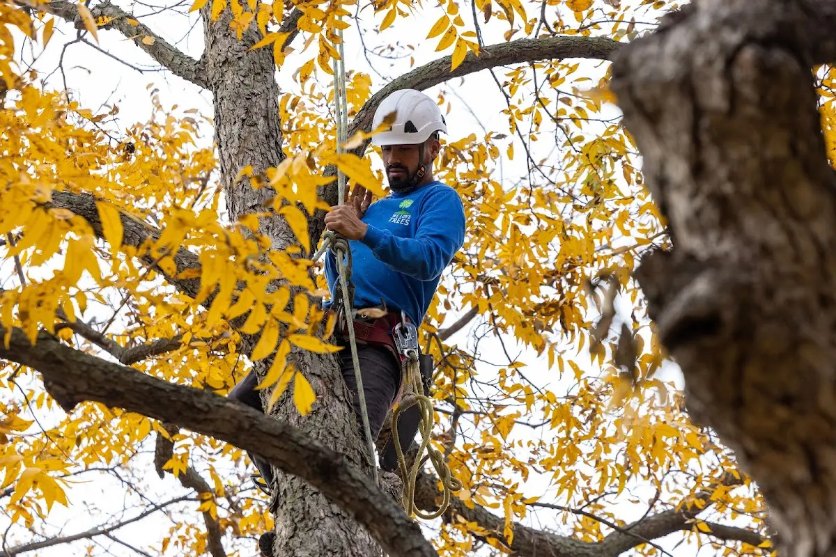 Skilled Emergency Tree Service crew working in Warren